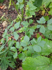 Angelica gmelinii