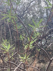 Euphorbia dendroides