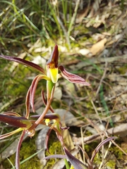 Lyperanthus suaveolens