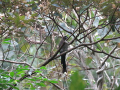 Dendrocitta formosae