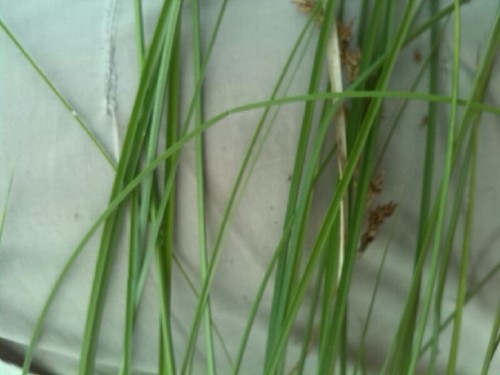 Image of Carex appropinquata by (c) Andre Hosper, some rights reserved (CC BY)