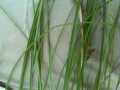 Carex appropinquata