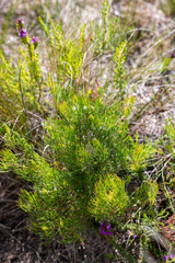 Serruria inconspicua