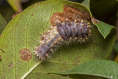 Barasa cymatistis