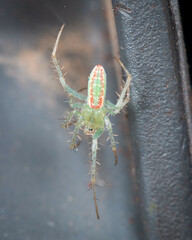 Araneus talipedatus