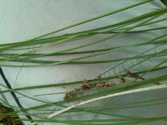 Carex appropinquata