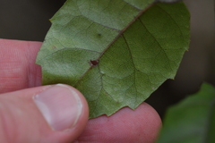Rubus australis