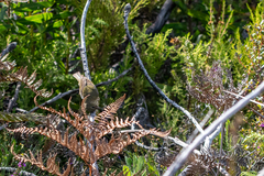 Anthobaphes violacea