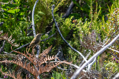 Anthobaphes violacea