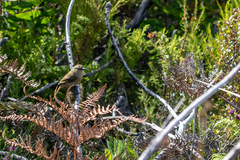 Anthobaphes violacea