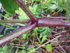 Angelica gmelinii