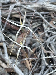 Caladenia venusta