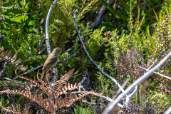 Anthobaphes violacea