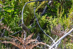 Anthobaphes violacea