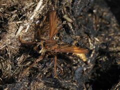 Asilus crabroniformis
