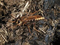 Asilus crabroniformis