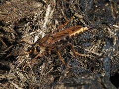 Asilus crabroniformis