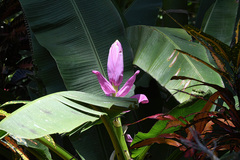 Musa ornata