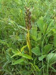 Dactylorhiza incarnata cruenta