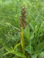 Dactylorhiza incarnata cruenta
