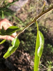 Ehretia saligna membranifolia