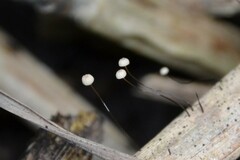 Marasmius limosus