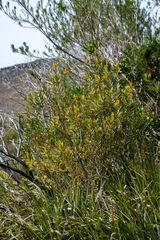 Metrosideros angustifolia