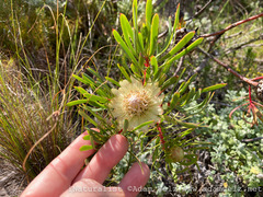 Protea scolymocephala