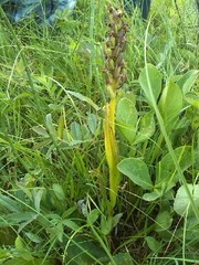 Dactylorhiza incarnata cruenta