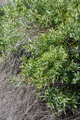 Brabejum stellatifolium