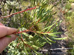 Protea scolymocephala
