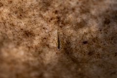 Ephemeroptera