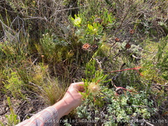 Protea scolymocephala