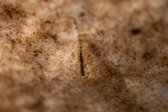 Ephemeroptera