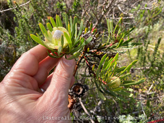 Protea scolymocephala