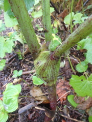 Angelica gmelinii