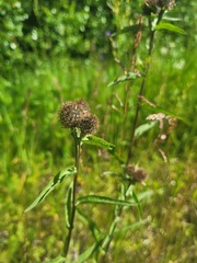 Centaurea phrygia pseudophrygia