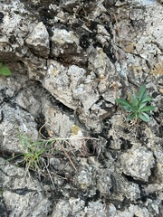 Iberis semperflorens