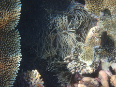 Heteractis crispa