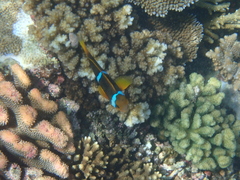 Amphiprion chrysopterus