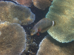 Novaculichthys taeniourus