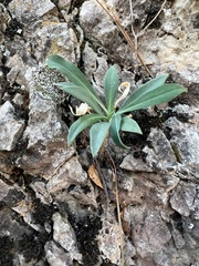 Iberis semperflorens