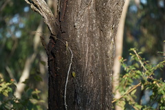 Eucalyptus siderophloia