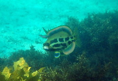 Heteroscarus acroptilus