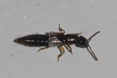 Xantholininae