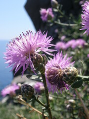 Centaurea crithmifolia