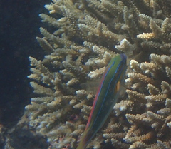 Stethojulis trilineata