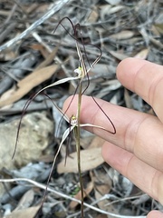Caladenia venusta