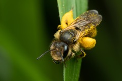 Andrena