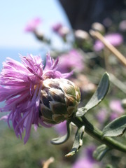 Centaurea crithmifolia